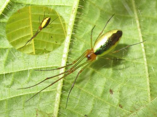 Mesida sp.